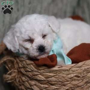 Jasper, Bichon Frise Puppy